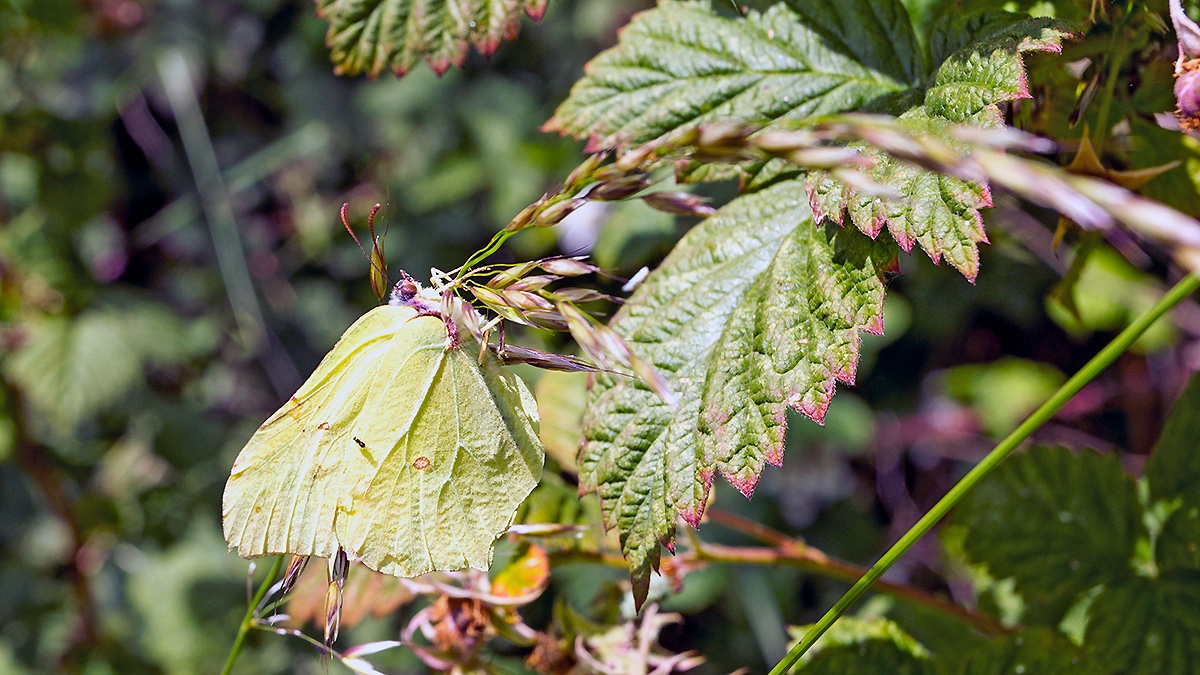 Brimstone [Gonepteryx rhamni]