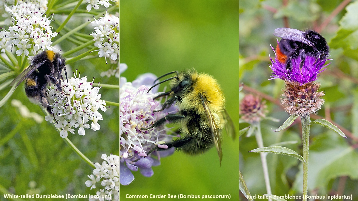 Three common bumblebees of Banstead Downs
