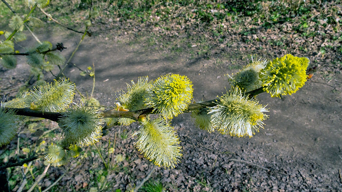 Goat Willow [Salix caprea]