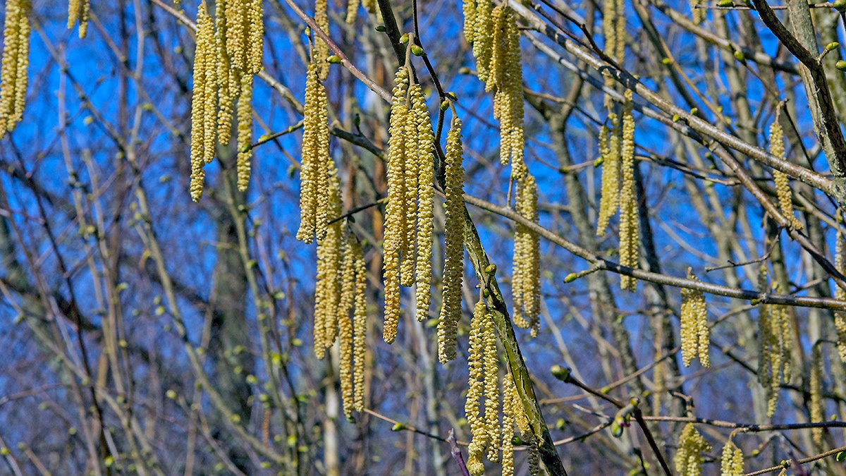Common Hazel [Corylus avellana]