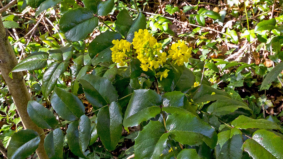 Holly-leaved Barberry [Berberis aquifolium]