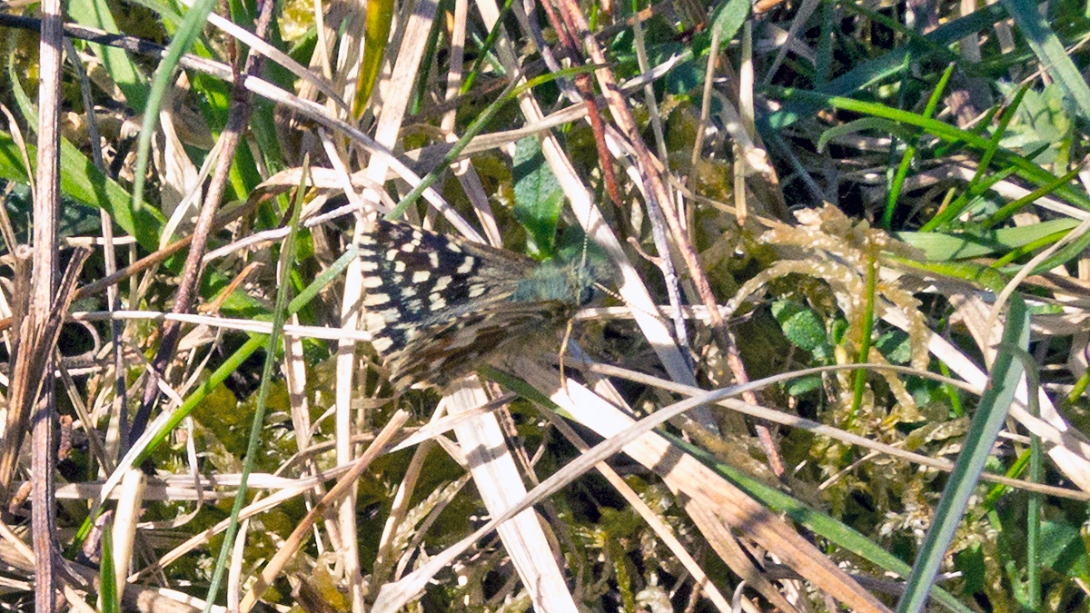 Grizzled Skipper [Pyrgus malvae]
