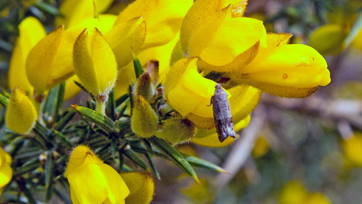 Common Gorse Moth [Cydia ulicetana]
