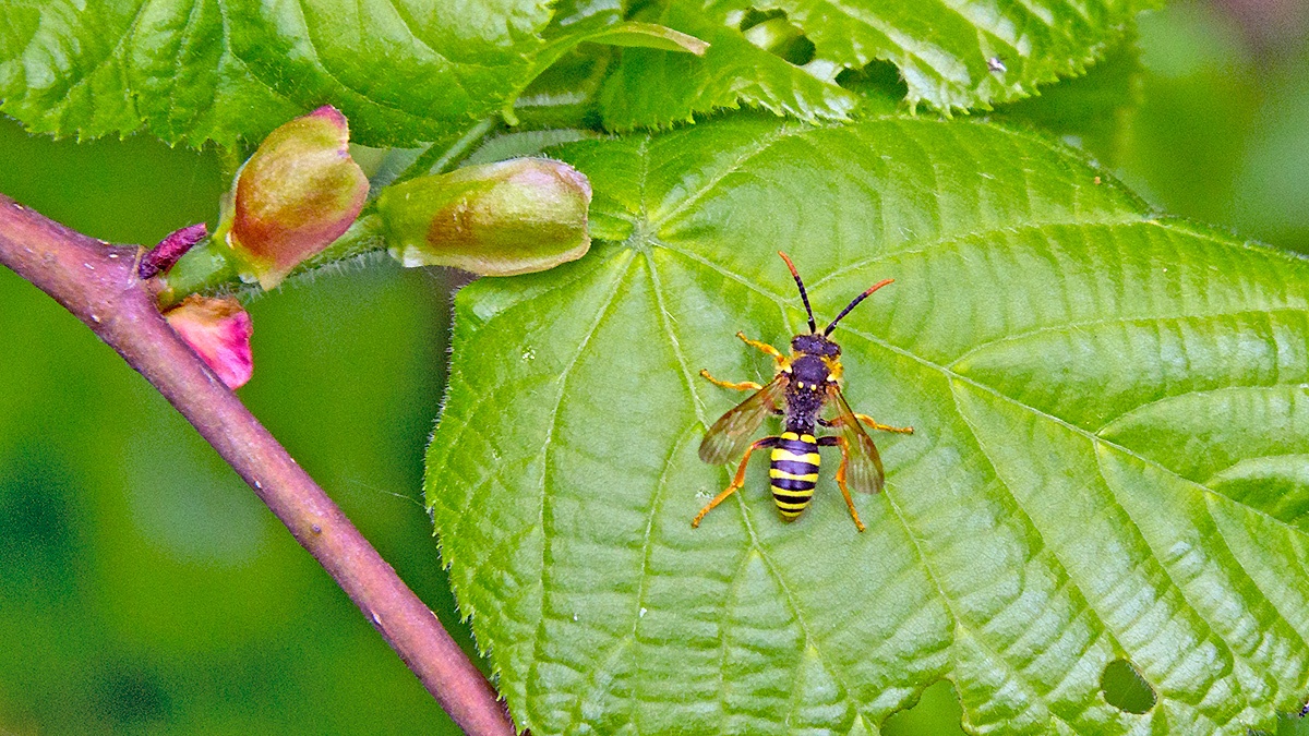 Gooden's Nomad Bee [Nomada goodeniana]