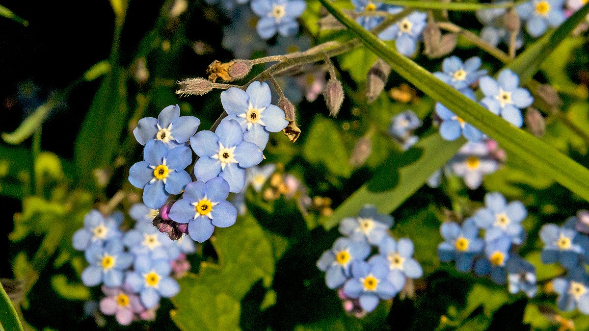 Wood Forget-me-not [Myosotis sylvatica]
