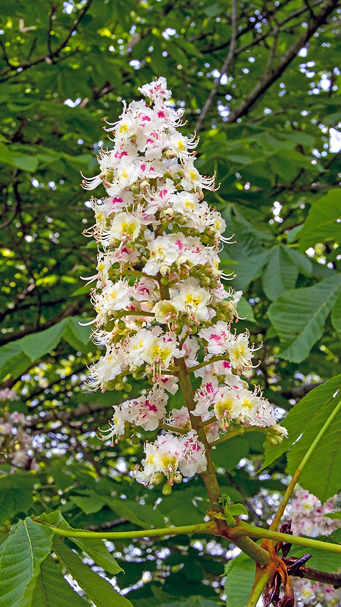 Horse Chestnut [Aesculus hippocastanum]