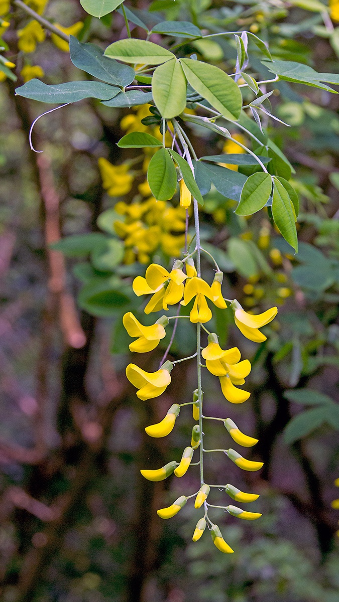 Common Laburnum [Laburnum anagyroides]