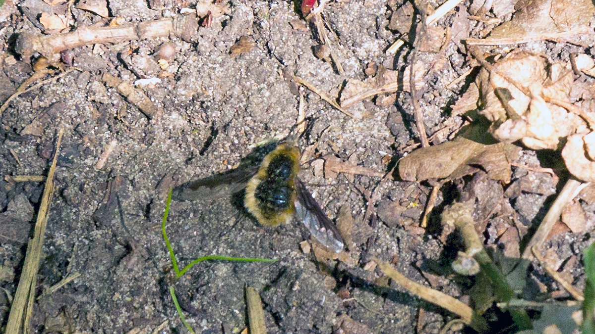 Dark-edged Bee Fly [Bombylius major]