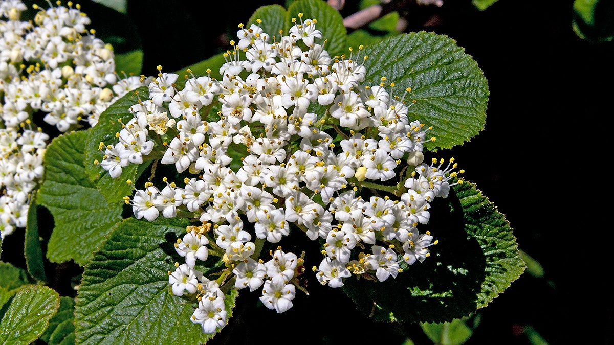 Wayfaring Tree [Viburnum lantana]