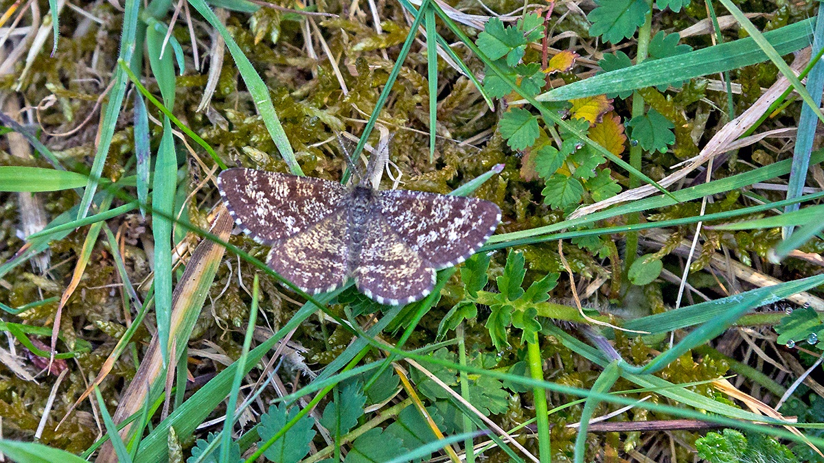 Common Heath [Ematurga atomaria]
