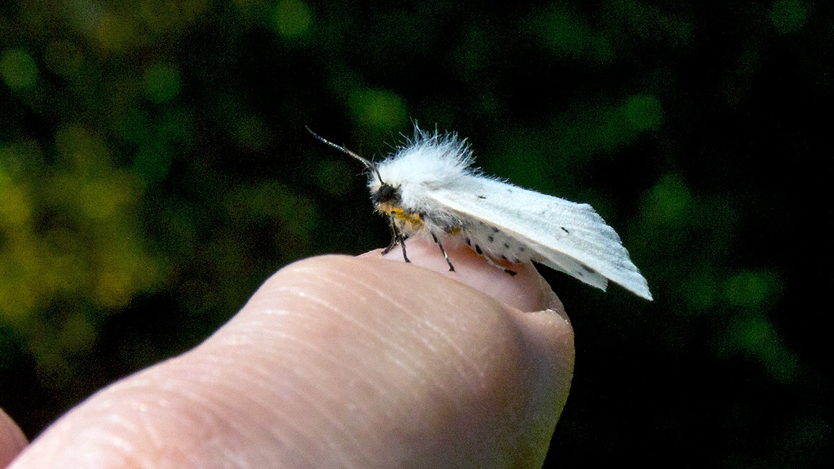 Muslin Moth [Diaphora mendica]