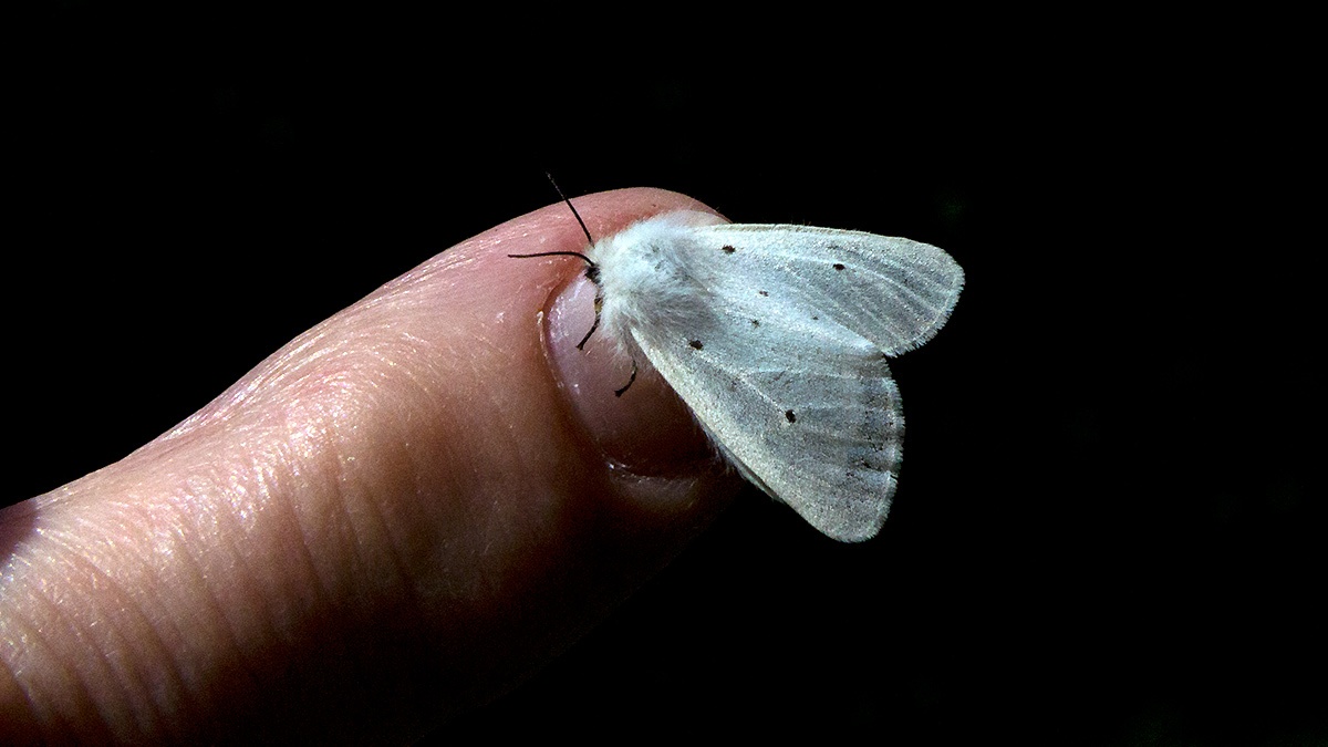 Muslin Moth [Diaphora mendica]