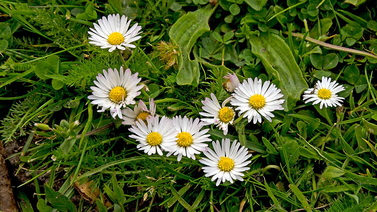 Daisy [Bellis perennis]