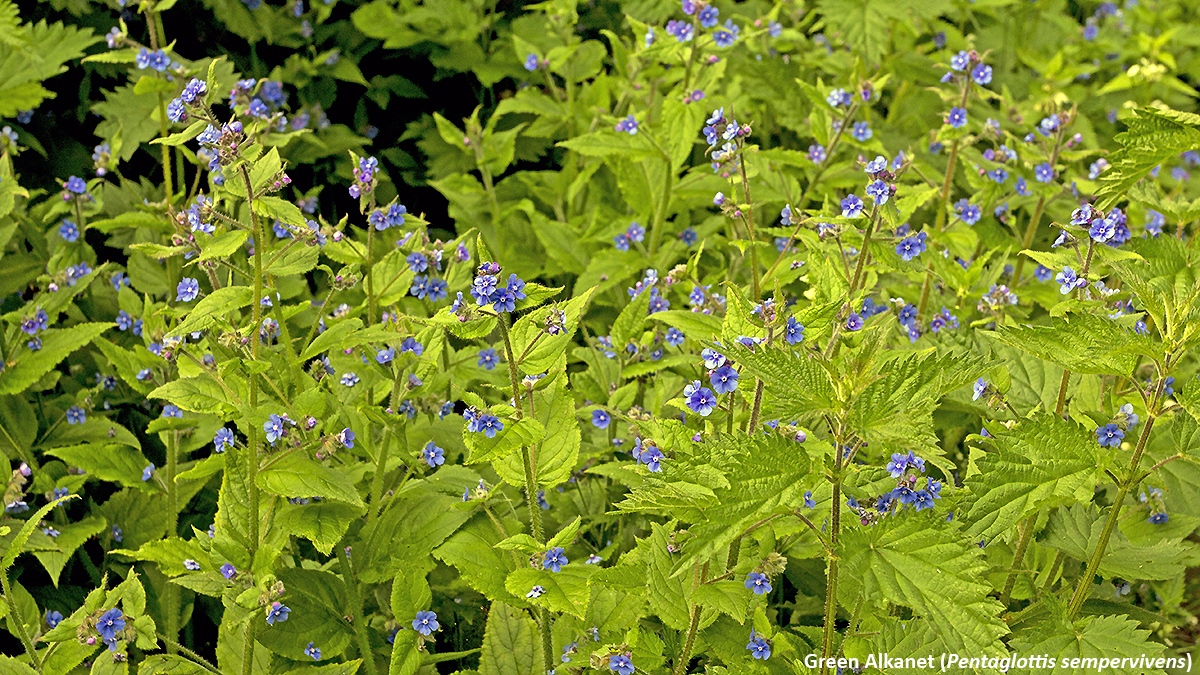 Green Alkanet [Pentaglottis sempervirens]