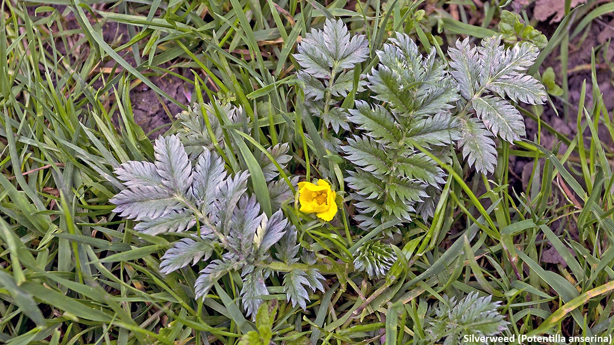 Silverweed [Potentilla anserina]
