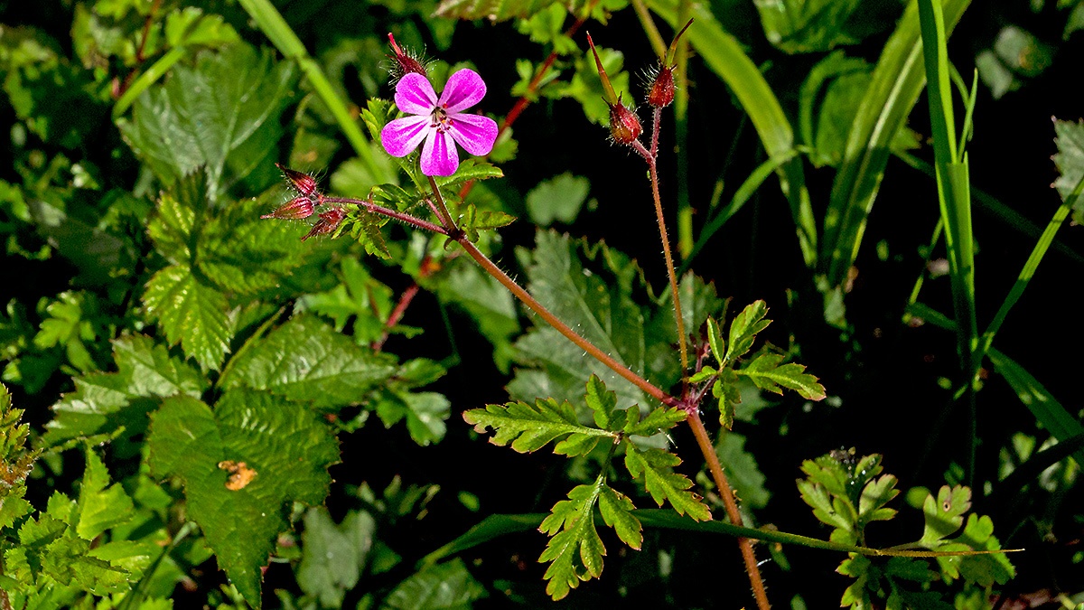 Herb Robert [Geranium robertianum]