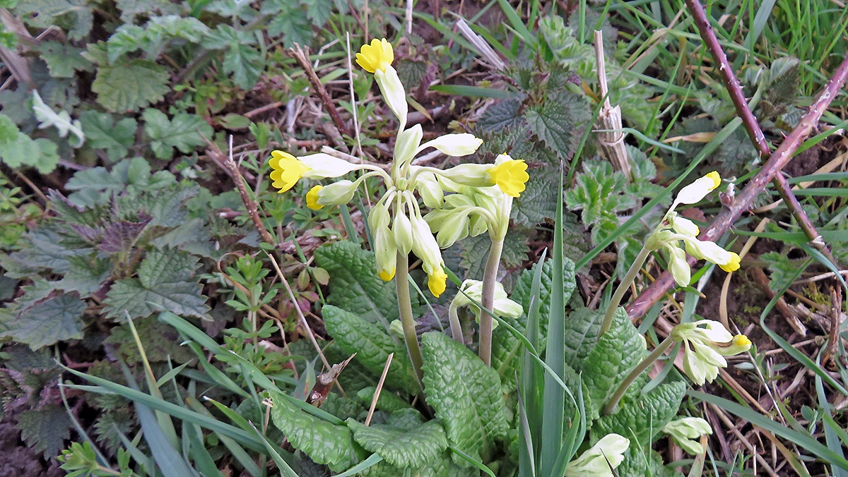 Cowslip [Primula veris]