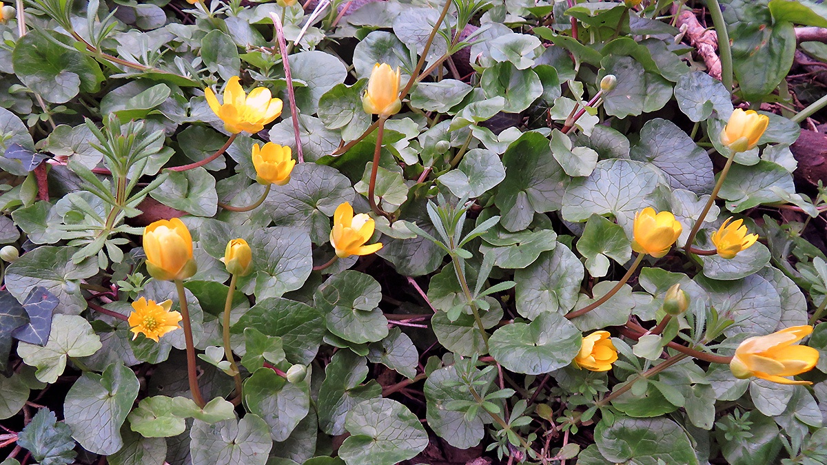 Lesser Celandine [Ficaria verna]