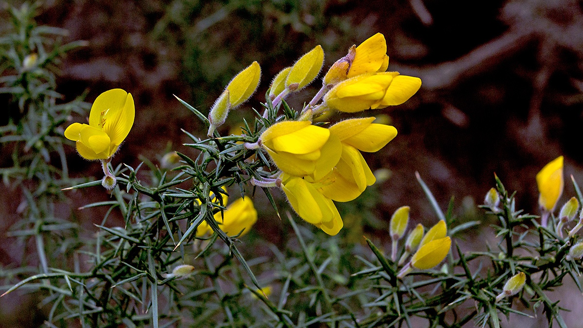 Gorse [Ulex europaeus]