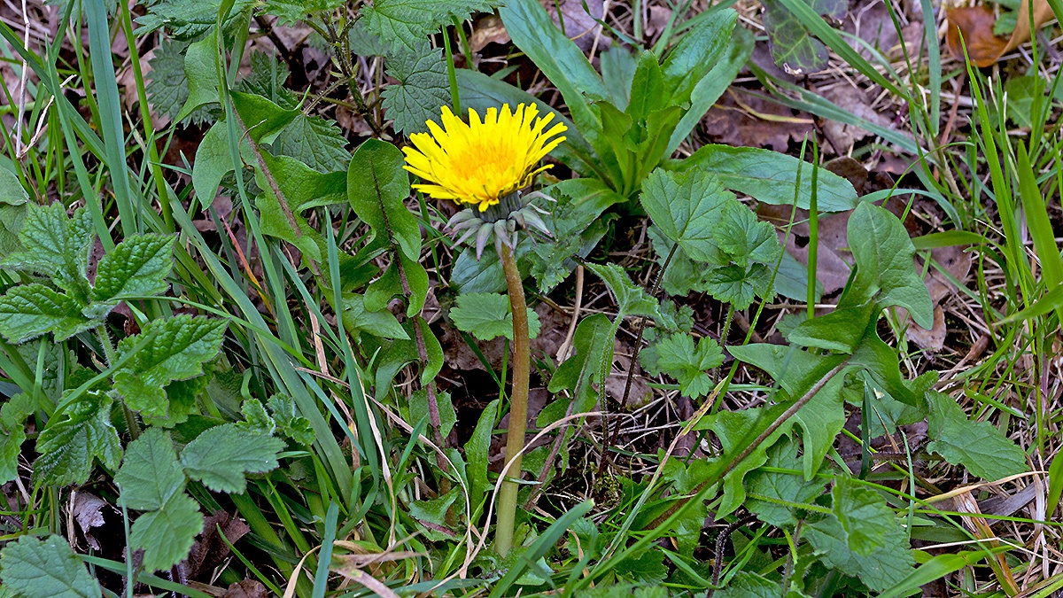 Dandelion [Taraxacum officinale]