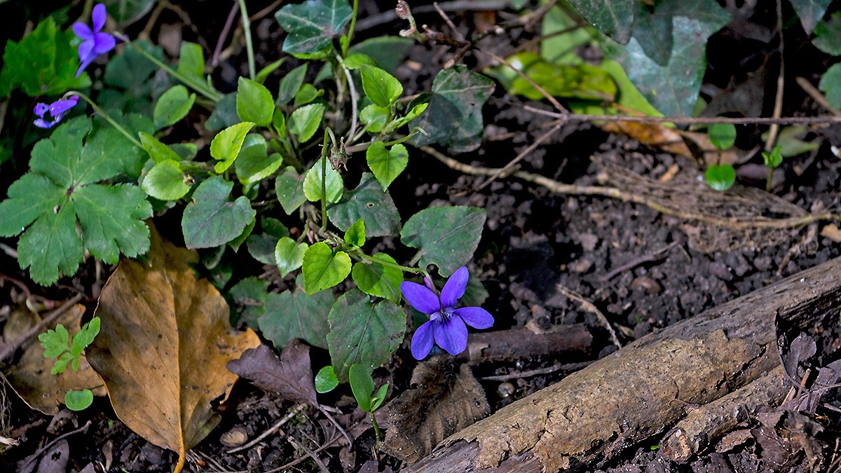 Common Dog-violet [Viola riviniana]