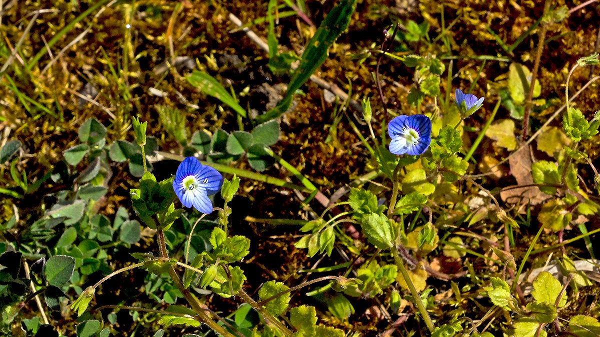 Common Field Speedwell [Veronica persica]