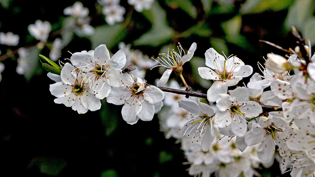 Blackthorn [Prunus spinosa]
