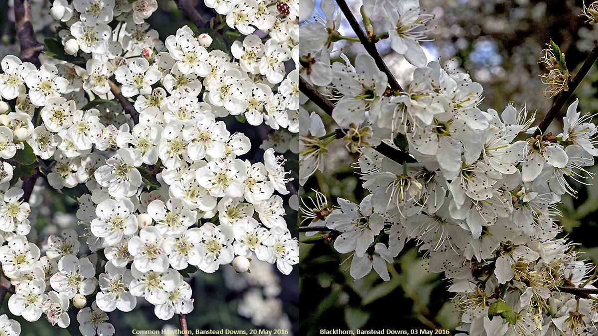 Hawthorn (Craetaegus monogyna) and Blackthorn (Prunus spinosa) blossom