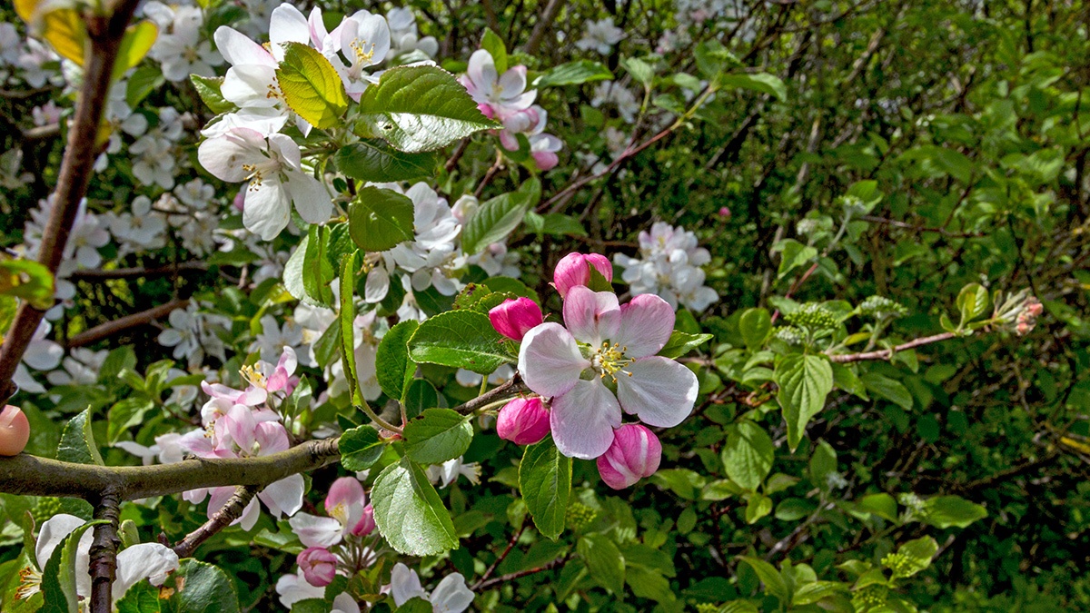 Crab Apple [Malus sylvestris]