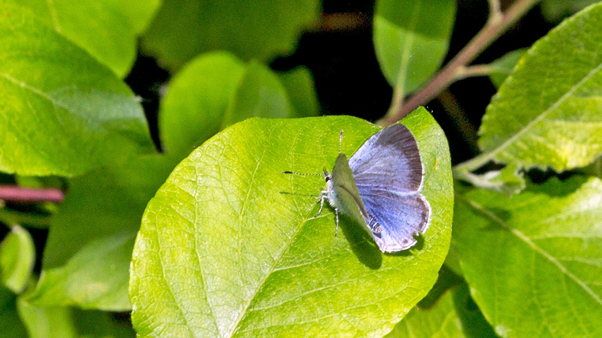 Holly Blue [Celastrina argiolus]