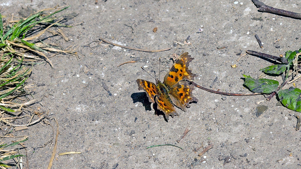 Comma [Polygonia c-album]