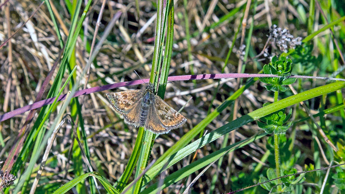 Dingy Skipper [Erynnis tages]