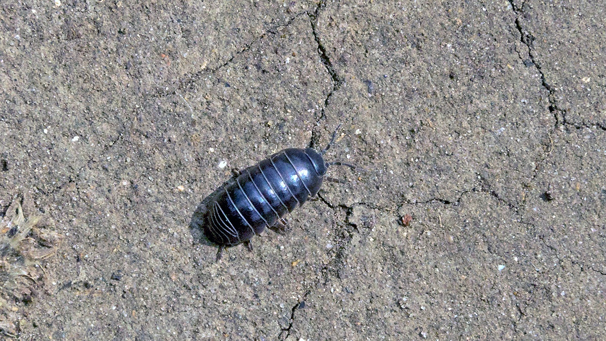 Common Pill Woodlouse [Armadillidium vulgare]