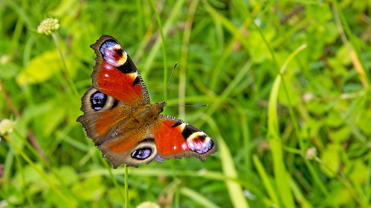 European Peacock [Aglais io]