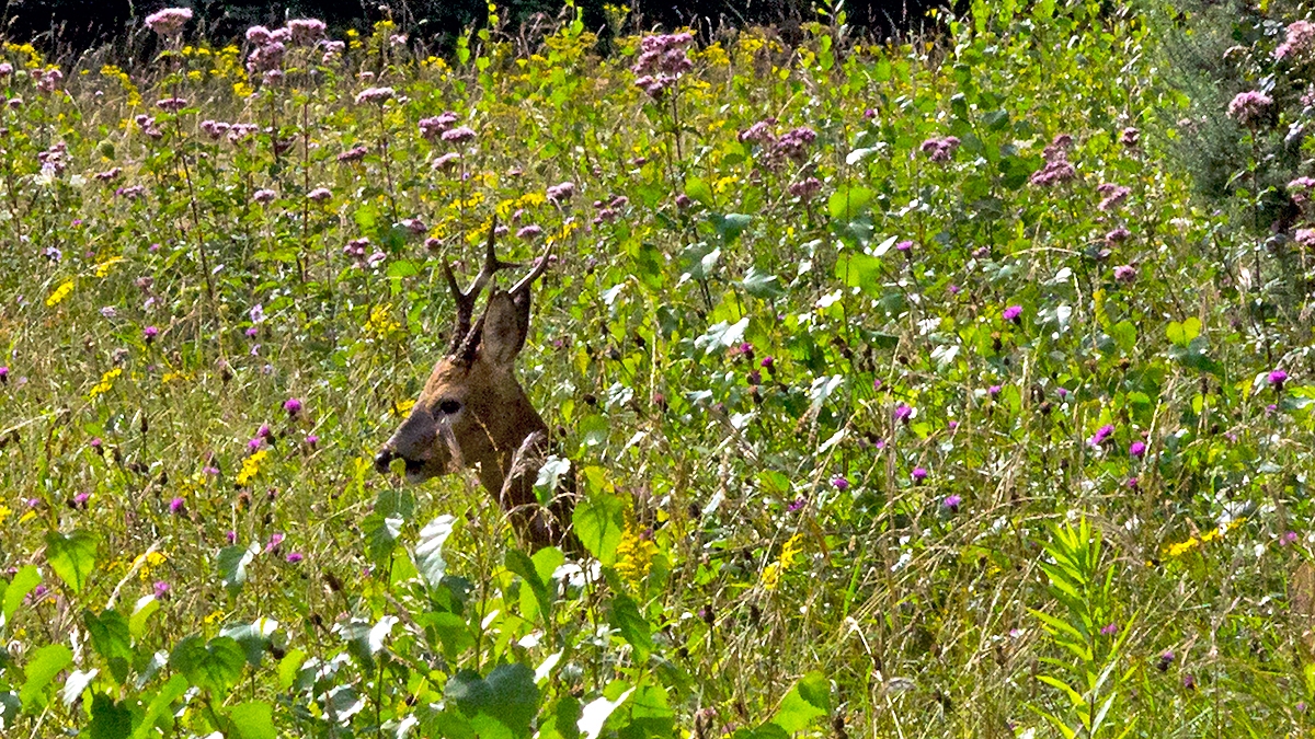 Western Roe Deer [Capreolus capreolus capreolus]