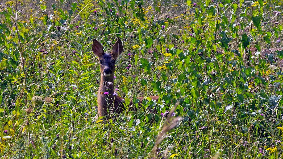 Western Roe Deer [Capreolus capreolus capreolus]