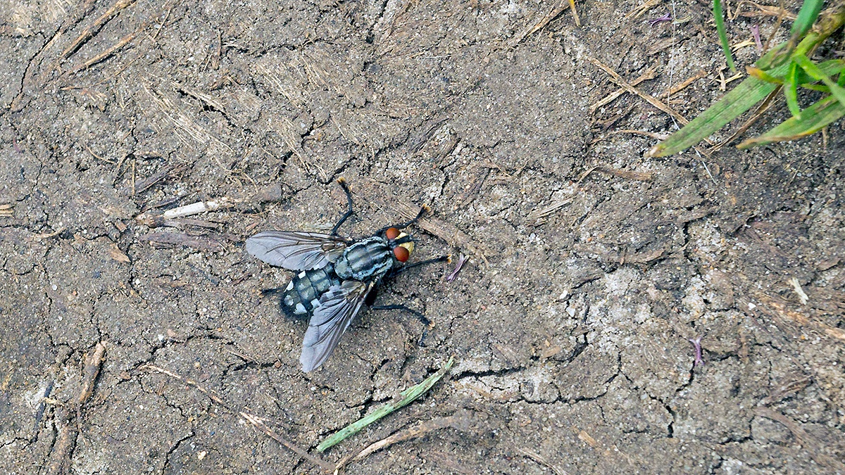 Common Flesh Fly [Sarcophaga carnaria?]
