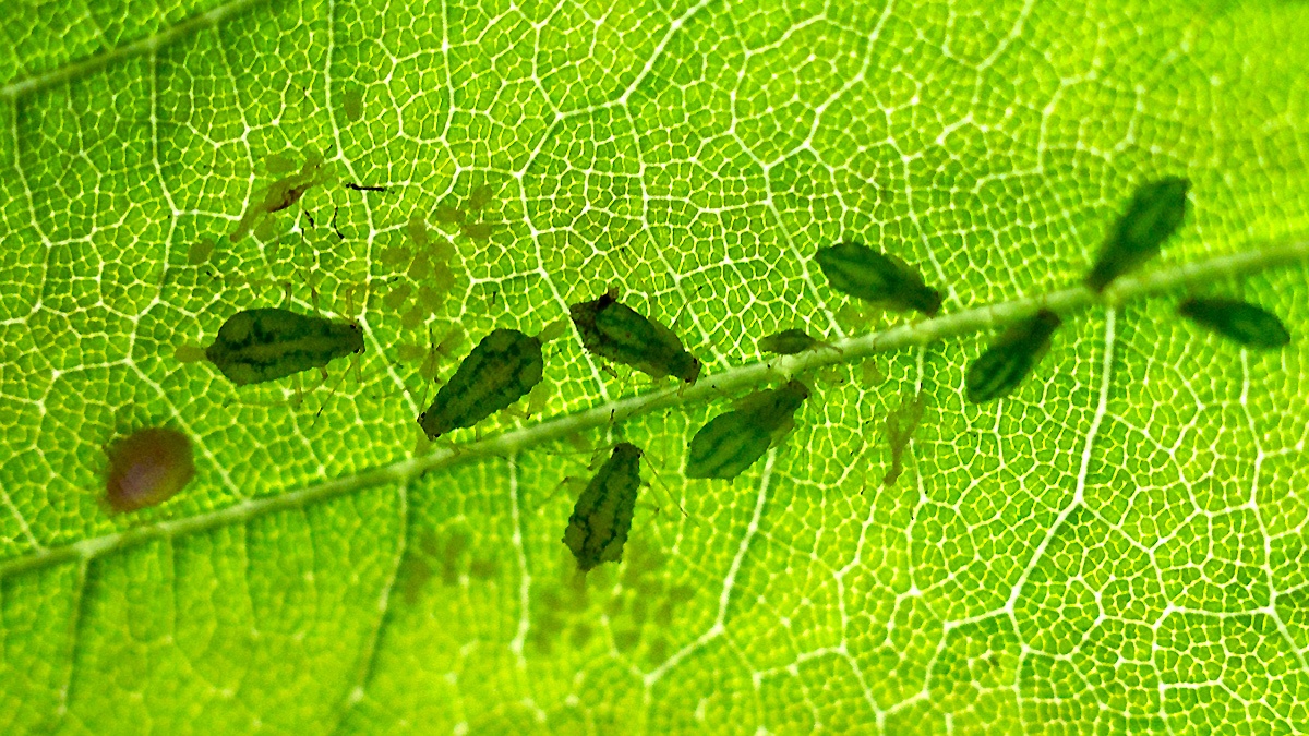 Sycamore Periphyllus Aphid [Periphyllus acericola]