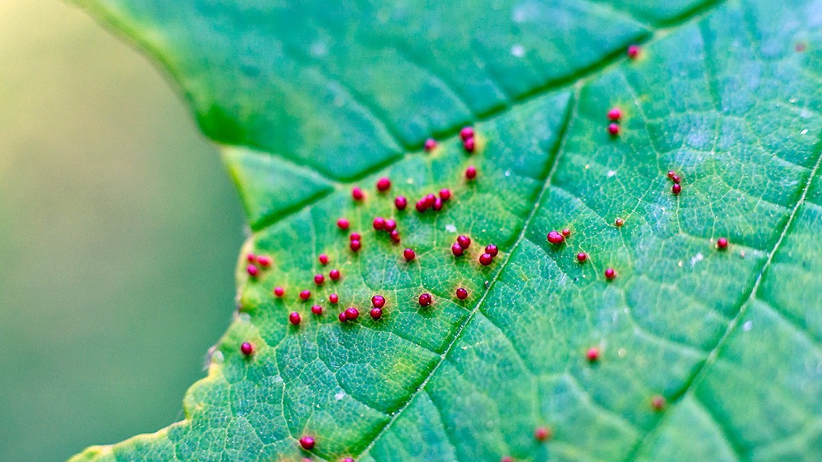 Sycamore Gall Mite [Aceria cephalonea]