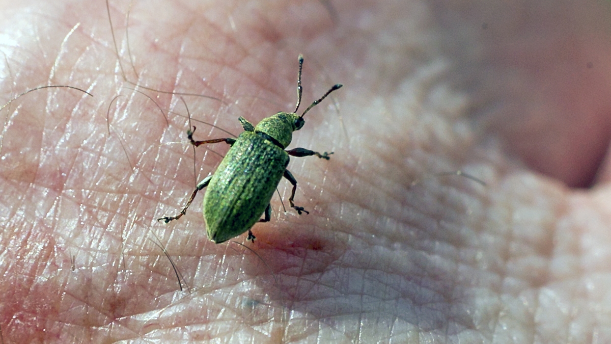 Small Green Nettle Weevil [Phyllobius roboretanus]