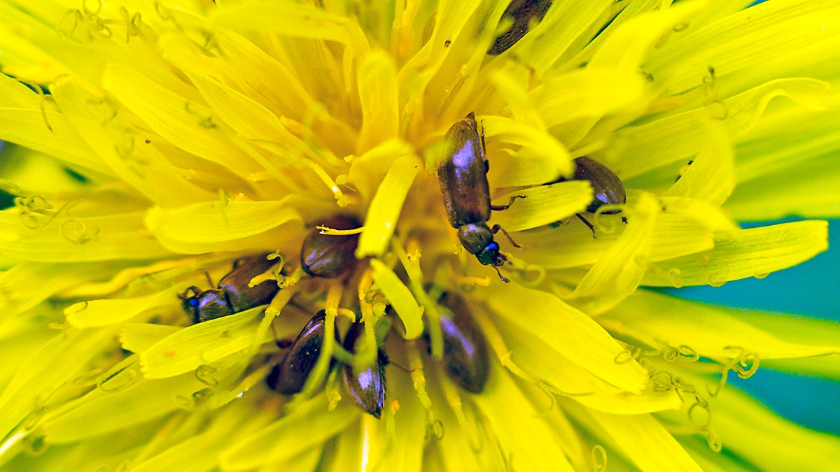 Raspberry Beetle [Byturus ochraceus]