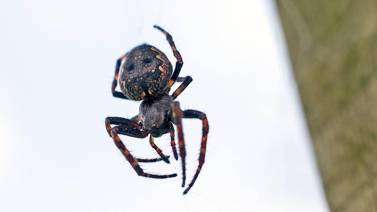 Walnut Orb-Weaver [Nuctenea umbratica]