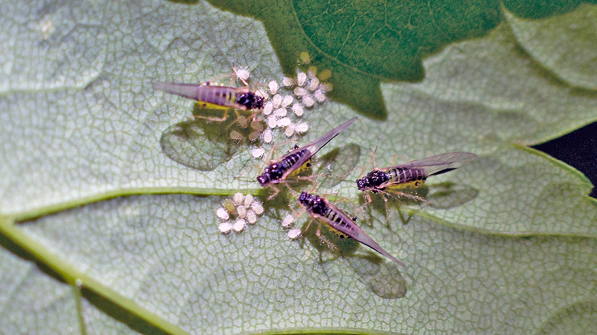 Sycamore Periphyllus Aphid [Periphyllus acericola]