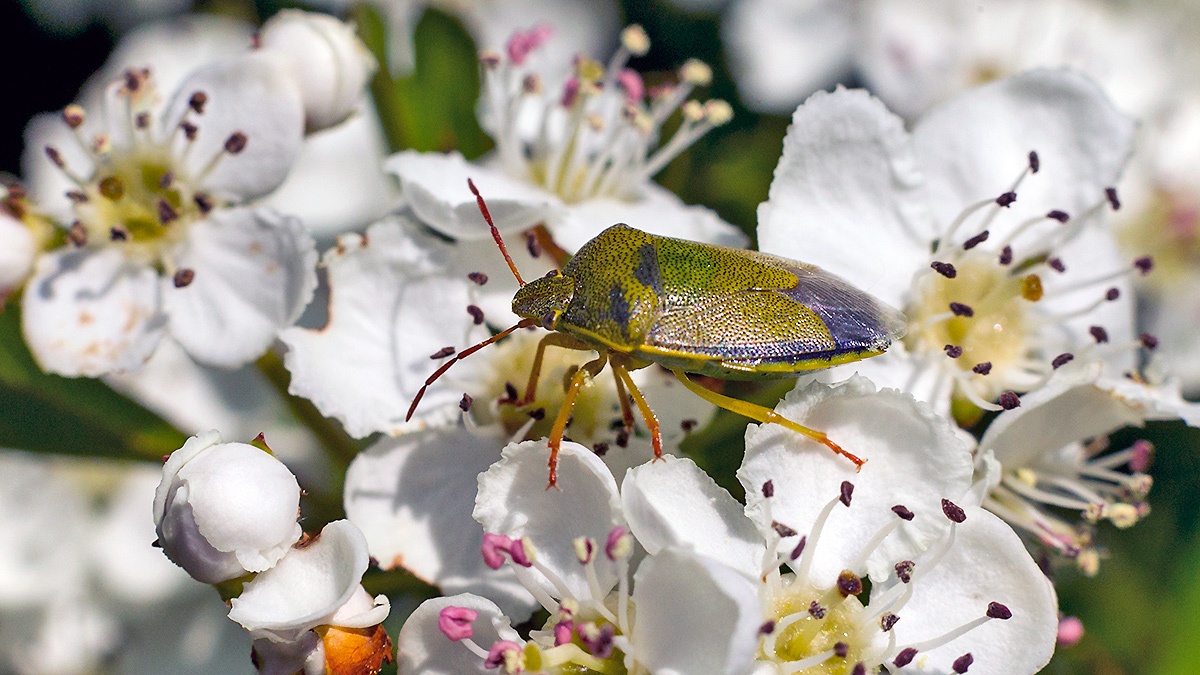 Green Shield Bug [Palomena prasina]