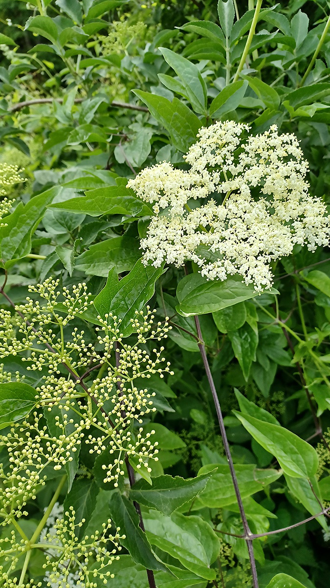 European Black Elderberry [Sambucus nigra]