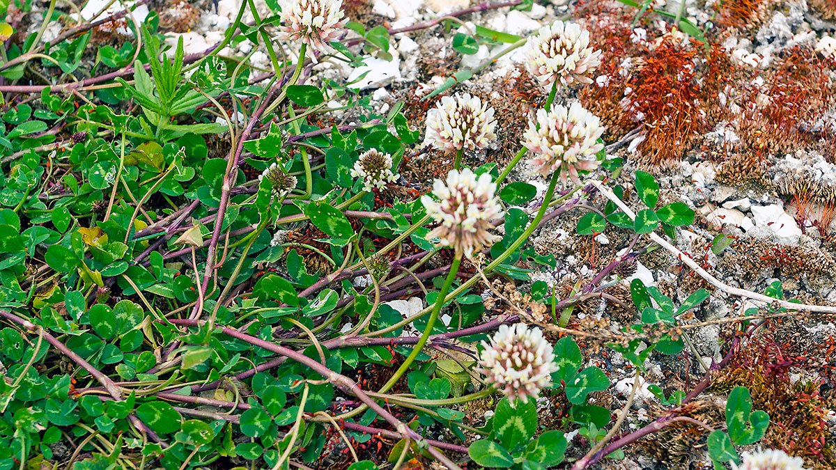 White Clover [Trifolium repens]