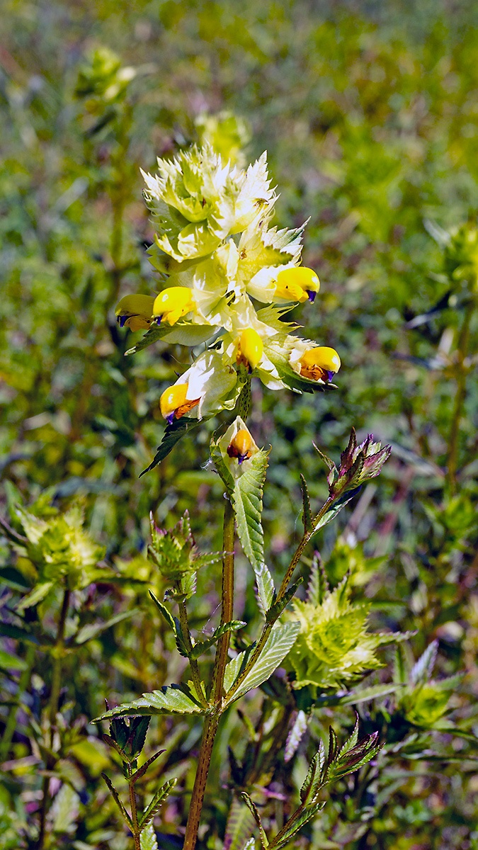 Yellow Rattle [Rhinanthus minor]