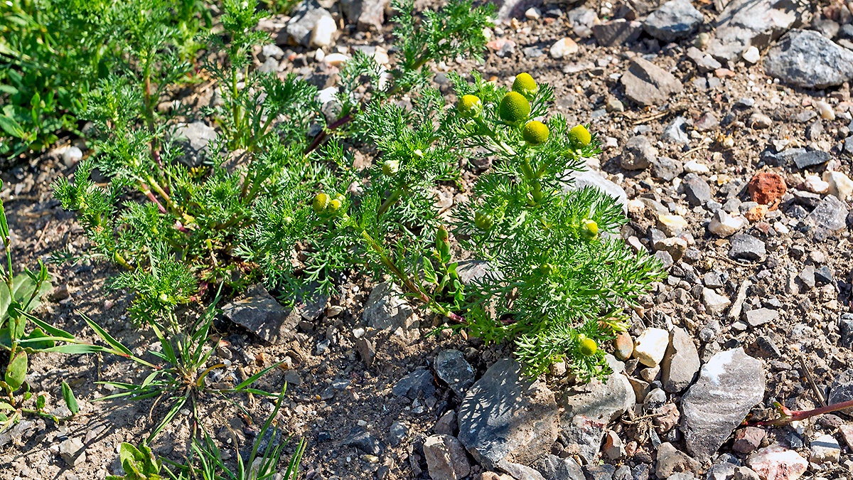 Pineappleweed [Matricaria discoidea]