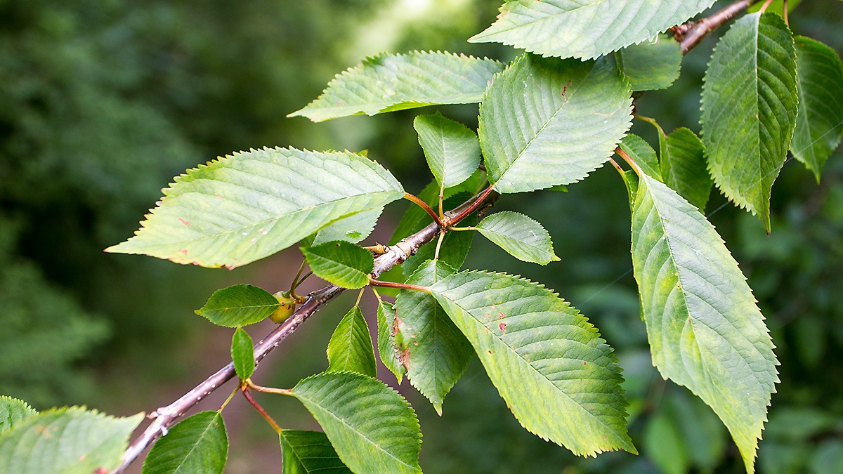 Wild Cherry [Prunus avium]