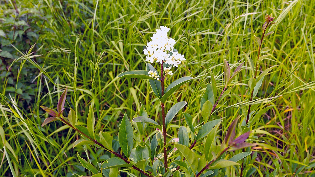 European Privet [Ligustrum vulgare]